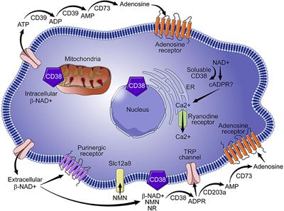 The Multi-faceted Ecto-enzyme CD38: Roles in Immunomodulation, Cancer, Aging, and Metabolic Diseases